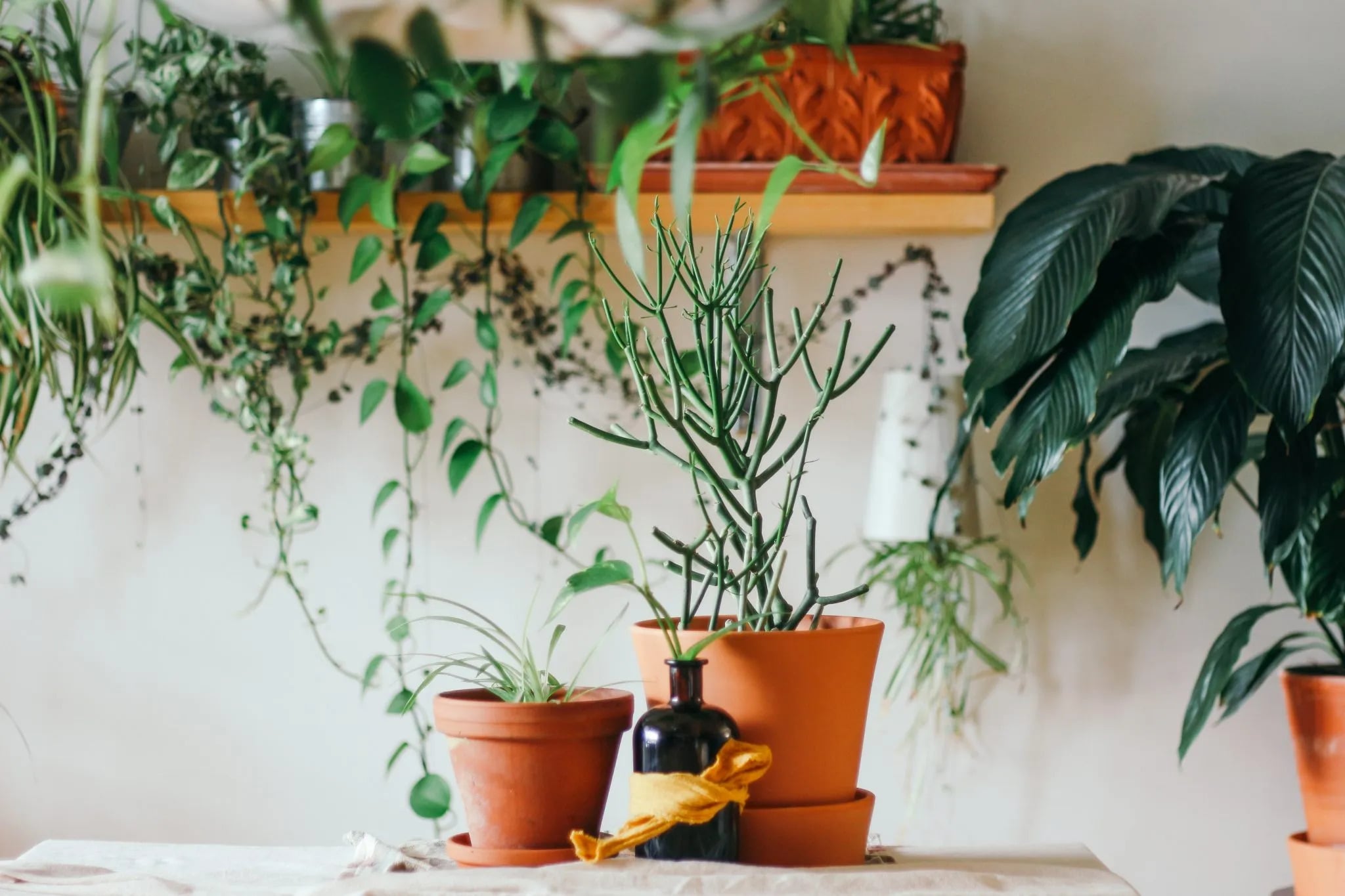RENTING WITH A GREEN THUMB