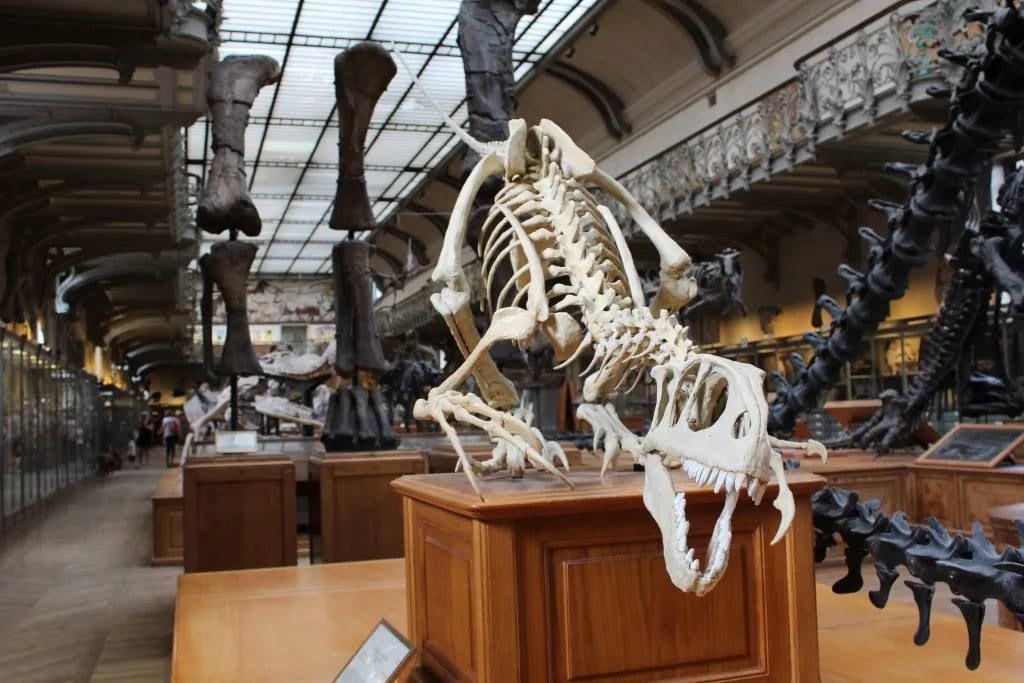 Dinosaur skeletons on display in a museum gallery with a glass roof