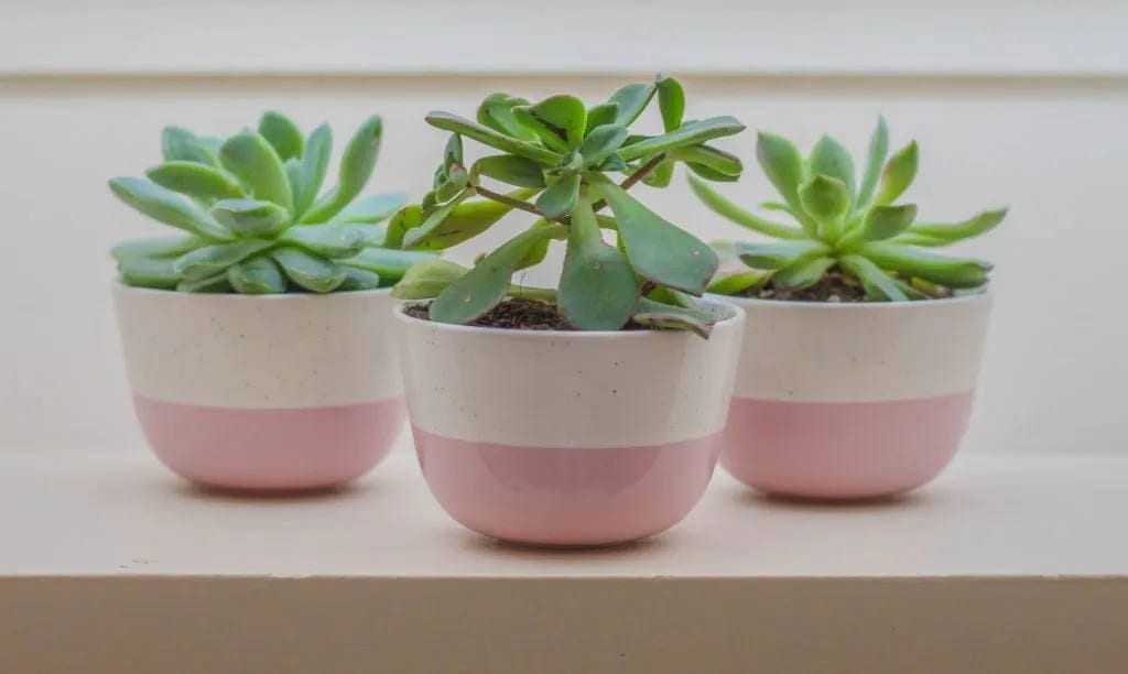Three succulents in pink and white pots on a windowsill
