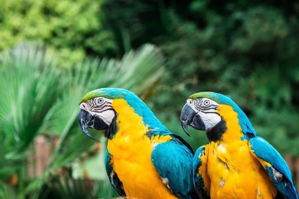 Two blue and yellow macaws perched side by side in front of green foliage